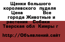 Щенки большого (королевского) пуделя › Цена ­ 25 000 - Все города Животные и растения » Собаки   . Тверская обл.,Кимры г.